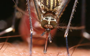 インセクト・テクノロジー ～４億年の英知～